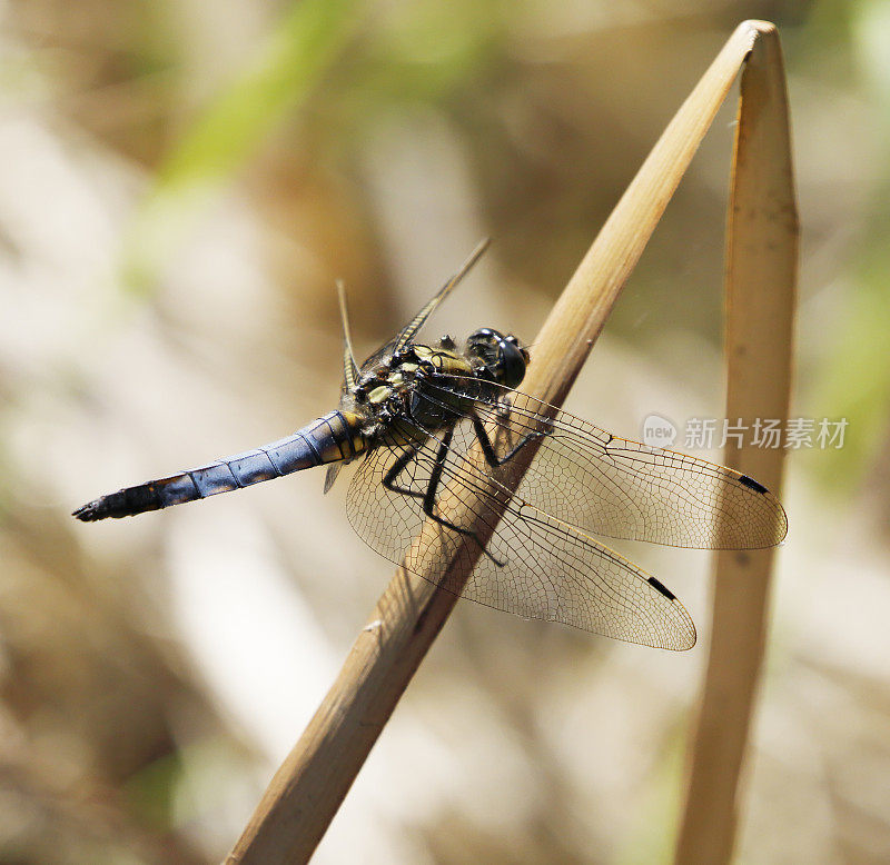 黑尾蜻蜓(Orthetrum cancellatum)雄性